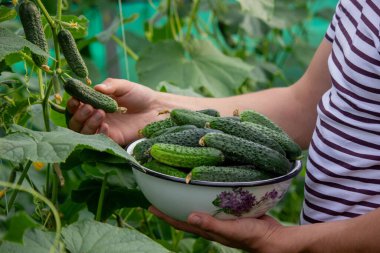 Bir adam salatalık toplar. Seçici odak.