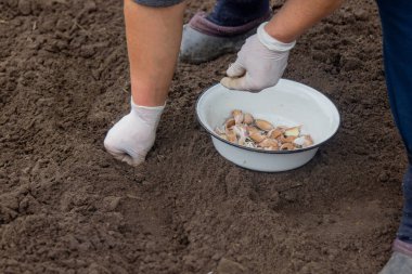 Sarımsak tutan bir çiftçinin elleri. Sarımsak ekiyorum.