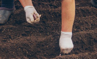 Sarımsak tutan bir çiftçinin elleri. Sarımsak ekiyorum.