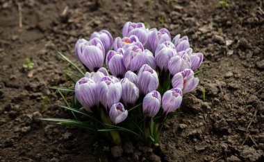 İlkbaharda Mor Crocus Çiçekleri. Yüksek kalite fotoğraf.