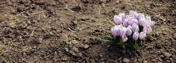 İlkbaharda Mor Crocus Çiçekleri. Yüksek kalite fotoğraf.