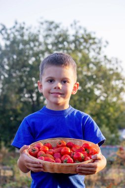 Bir çocuğun elinde domates hasadı var.