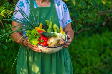 Bahçede sebze tutan yaşlı kadın..