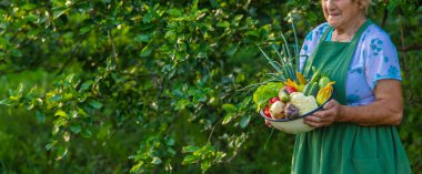 Bahçede sebze tutan yaşlı kadın..