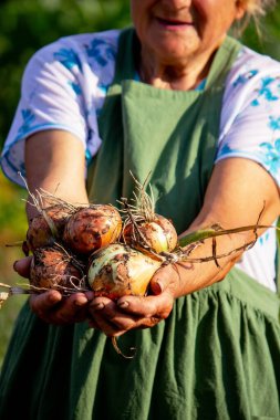 Yaşlı bir kadın elinde bir soğan tutuyor.
