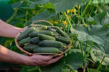 Bir erkek çiftçi salatalık toplar. Seçici odak.