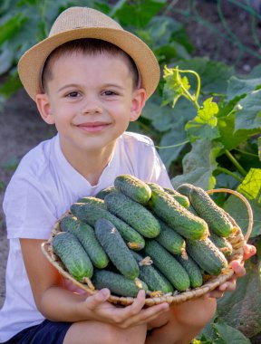 Erkek çiftçi salatalık topluyor. Seçici odak.