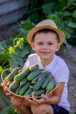 Erkek çiftçi salatalık topluyor. Seçici odak.
