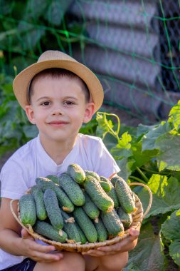 Erkek çiftçi salatalık topluyor. Seçici odak.