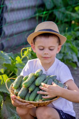 Erkek çiftçi salatalık topluyor. Seçici odak.