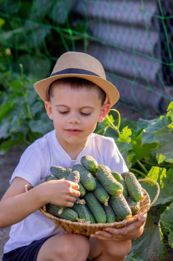Erkek çiftçi salatalık topluyor. Seçici odak.