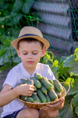Bir erkek çiftçi sepetini yeni toplanmış salatalıklarla tutuyor. Seçici odak.