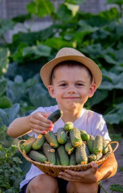 Bir erkek çiftçi sepetini yeni toplanmış salatalıklarla tutuyor. Seçici odak.