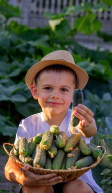 Bir erkek çiftçi sepetini yeni toplanmış salatalıklarla tutuyor. Seçici odak.