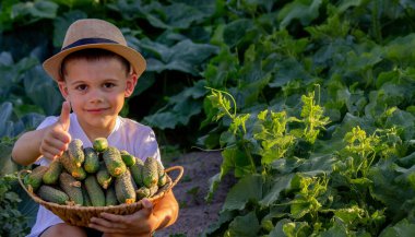 Bir erkek çiftçi sepetini yeni toplanmış salatalıklarla tutuyor. Seçici odak.