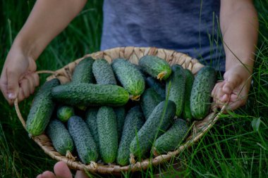Bir erkek çiftçi sepetini yeni toplanmış salatalıklarla tutuyor. Seçici odak.