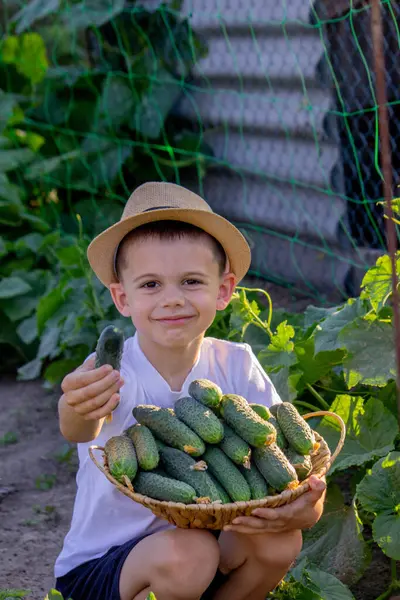 Bir erkek çiftçi sepetini yeni toplanmış salatalıklarla tutuyor. Seçici odak.