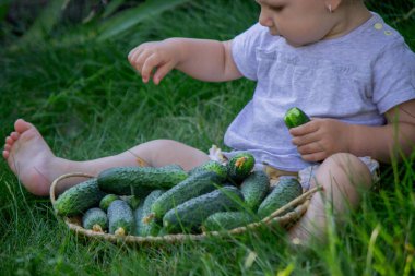 Küçük kız bahçede taze koparılmış salatalık yiyor. Seçici odak.