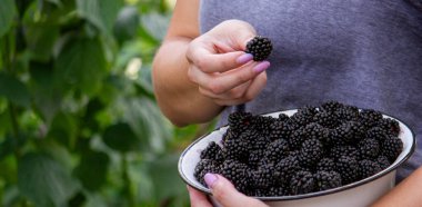 Bir kadın elinde bir kase böğürtlen tutuyor. Seçici odak.