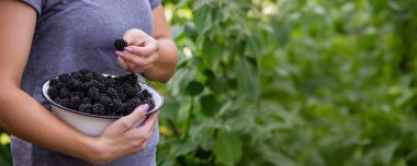 Bir kadın elinde bir kase böğürtlen tutuyor. Seçici odak.