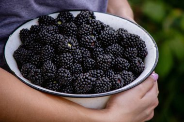 Bir kadın elinde bir kase böğürtlen tutuyor. Seçici odak.