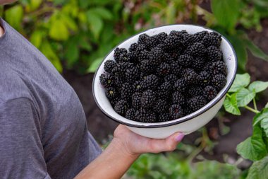 Bir kadın elinde bir kase böğürtlen tutuyor. Seçici odak.