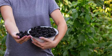 Bir kadın elinde bir kase böğürtlen tutuyor. Seçici odak.