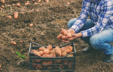 Erkek bir çiftçi ne kadar organik patates topladığını gösterir..