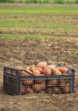 Tarladaki bir kutuda taze patates. Organik patates hasat ediyorum. Tarım ve tarım.