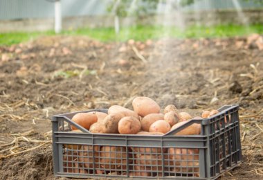 Tarladaki bir kutuda taze patates. Organik patates hasat ediyorum. Tarım ve tarım.