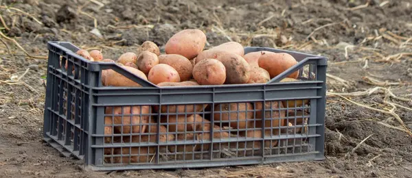 Tarladaki bir kutuda taze patates. Organik patates hasat ediyorum. Tarım ve tarım.