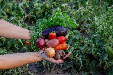Kadın çiftçi bahçenin arka planında ellerinde taze sebzeler tutuyor. Seçici odak.