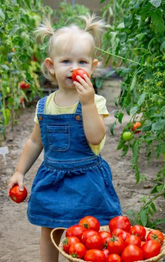 Bahçede domates yiyen küçük bir kız. Seçici odak.