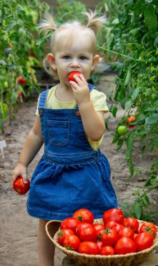 Bahçede domates yiyen küçük bir kız. Seçici odak.