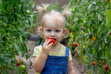 Bahçede domates yiyen küçük bir kız. Seçici odak.