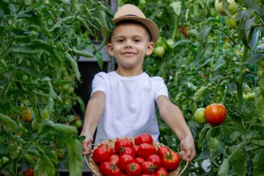 Bahçede domatesli çocuk, ekolojik ürün. Seçici odak.