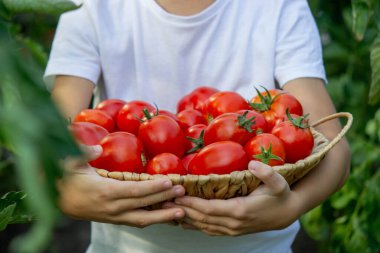 Bahçede domatesli çocuk, ekolojik ürün. Seçici odak.
