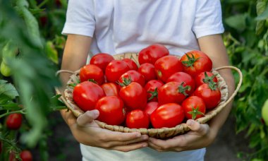 Bahçede domatesli çocuk, ekolojik ürün. Seçici odak.