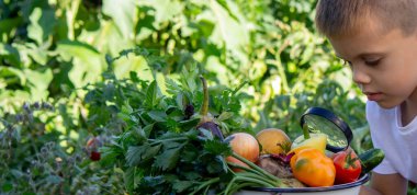 Çocuk büyüteçle taze sebzelere bakıyor. Seçici odak.