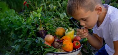 Çocuk büyüteçle taze sebzelere bakıyor. Seçici odak.