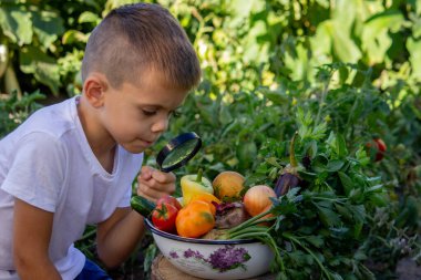 Çocuk büyüteçle taze sebzelere bakıyor. Seçici odak.