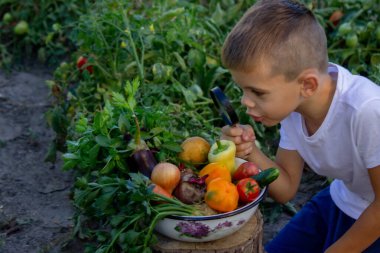 Çocuk büyüteçle taze sebzelere bakıyor. Seçici odak.