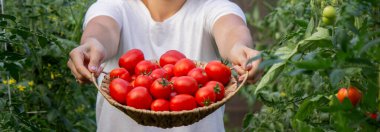 Bir kadın taze olgun domatesleri elinde tutar. Seçici odak.