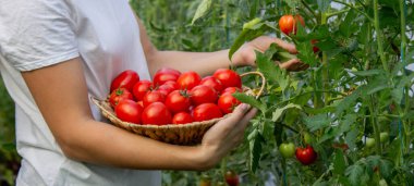 Bir kadın taze olgun domatesleri elinde tutar. Seçici odak.