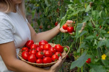 Bir kadın taze olgun domatesleri elinde tutar. Seçici odak.