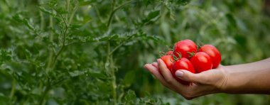 Bir kadın taze olgun domatesleri elinde tutar. Seçici odak.