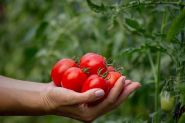 Bir kadın taze olgun domatesleri elinde tutar. Seçici odak.