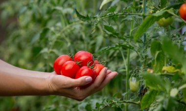 Bir kadın taze olgun domatesleri elinde tutar. Seçici odak.