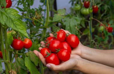 Bir kadın taze olgun domatesleri elinde tutar. Seçici odak.