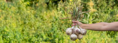 Kadın çiftçi ellerinde soğan tutuyor. hasat